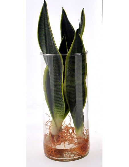 Sansevieria Trifasciata idroponica in cilindro di vetro
