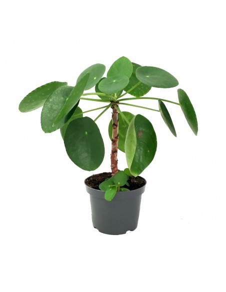 Pilea peperomioides| Pianta della moneta