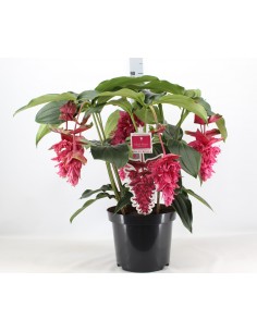 Medinilla Magnifica 17cm