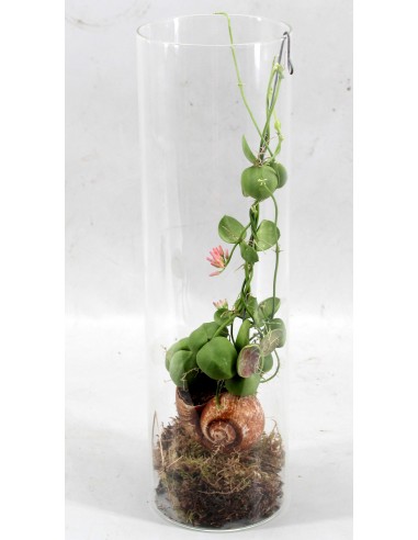Dischidia Pectinoides Snaily