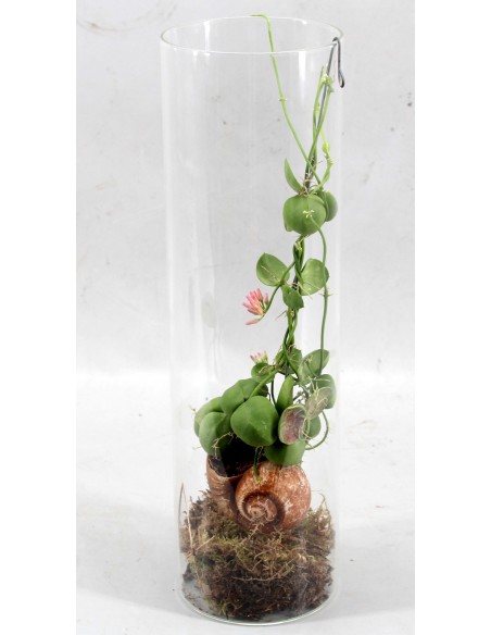 Dischidia Pectinoides Snaily