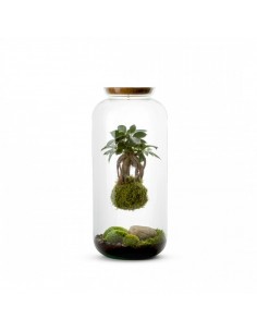 Bonsai Kokedama in Terrarium L
