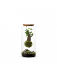 Bonsai Kokedama in Terrarium M