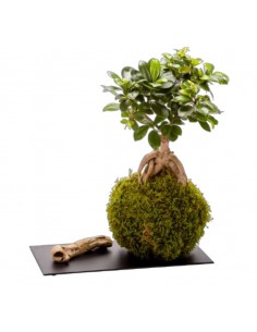 kokedama ginseng