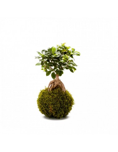 Bonsai Kokedama - Ulivo Bonsai - Ficus Ginseng Bonsai - Coltivazione  Giapponese - Pianta Vera da Appartamento - Idea Regalo - Bomboniera (Bonsai  Kokedama Ficus Ginseng) : : Giardino e giardinaggio