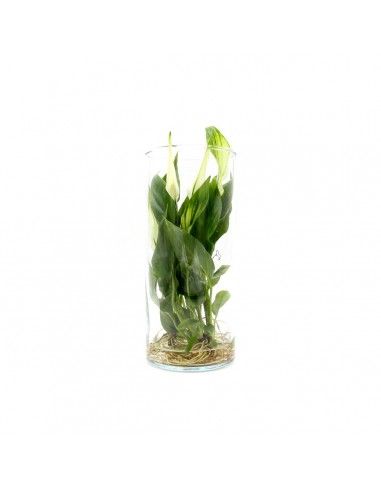 Spathiphyllum Idroponica