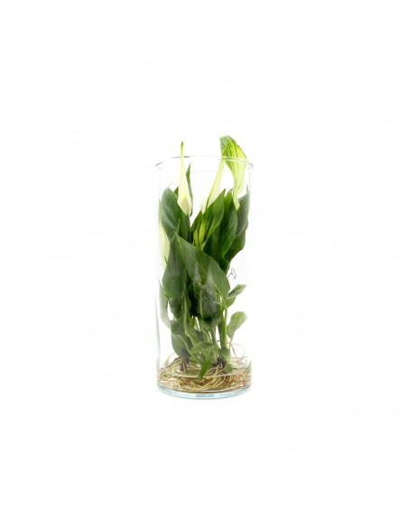 Spathiphyllum Idroponica