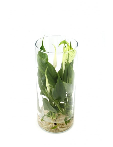 Pianta idroponica idrocoltura