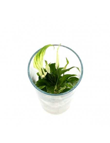 Spathiphyllum Idroponica
