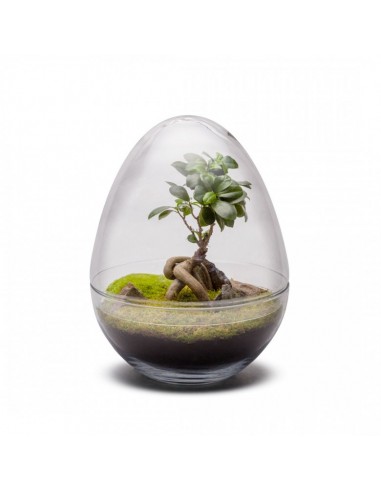 Terrarium bonsai DIPLO