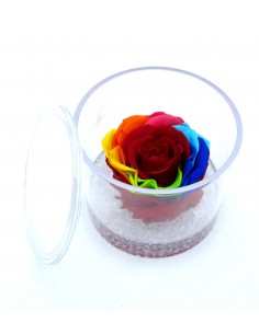 Rosa multicolore stabilizzata