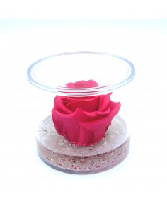 Rosa stabilizzata di colore Fuxia