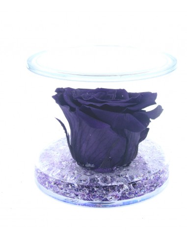 Rosa stabilizzata viola