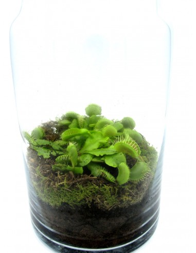 Dionaea Pianta Carnivora