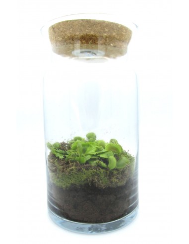 Dionaea Pianta Carnivora