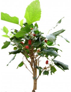 MORUS ROTUNDILOBA MOJO BERRY | Gelso nano alberello