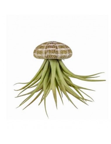 Tillandsia piante dell'aria