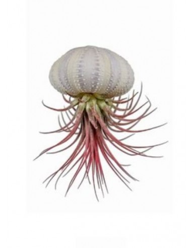 Piante di Tillandsia sospese in conchiglia di...