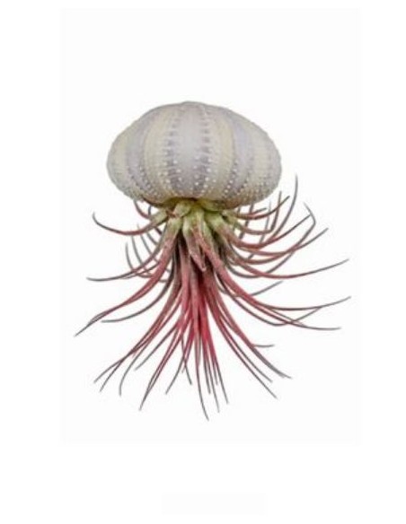 Piante di Tillandsia sospese in conchiglia di ricci di mare
