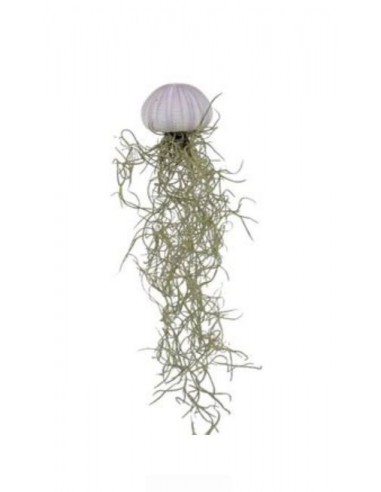 Piante di Tillandsia sospese in conchiglia di...