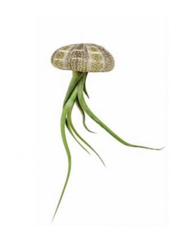 Piante di Tillandsia sospese in conchiglia di...