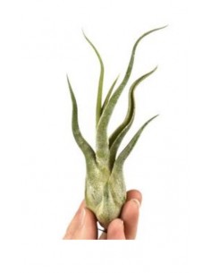 Tillandsia Caput Medusa | Pianta dell'aria