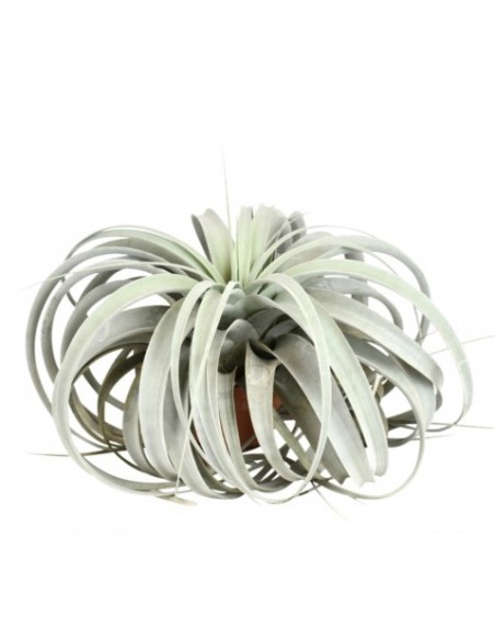tillandsia pianta dell'aria
