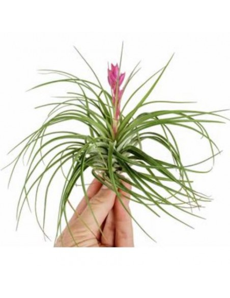 Tillandsia Stricta Pianta dell'aria