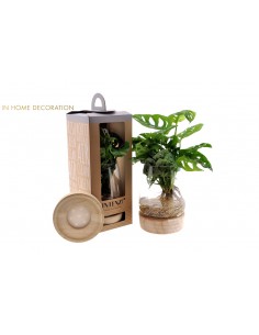 monstera idroponica