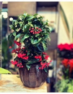 Ardisia - Pianta Natalizia