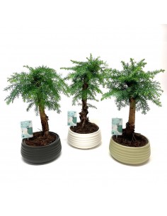 Bonsai di Araucaria Cunninghamii