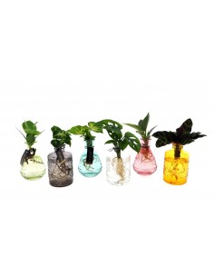 Piantine in acqua vaso in vetro colorato