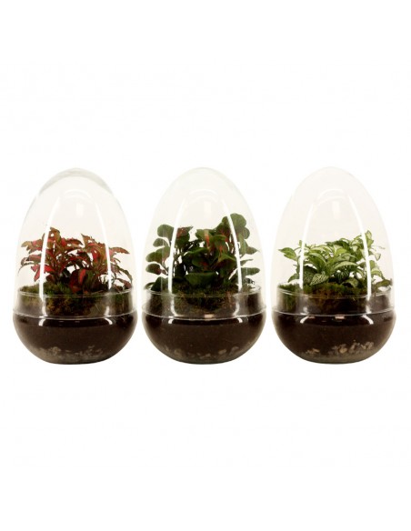 Terrarium ovetto in vetro