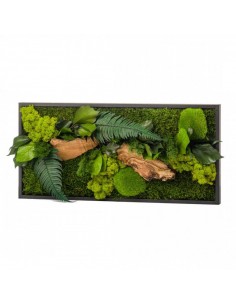 Quadro vegetale stabilizzato 57x27