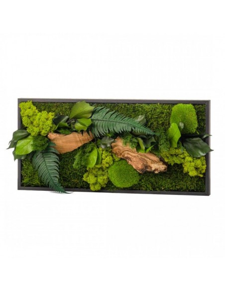 Quadro vegetale stabilizzato 57x27