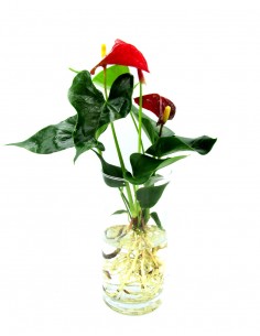 Anthurium idroponica cilindro di vetro