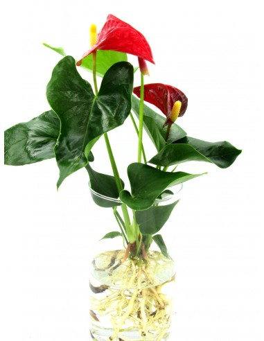 Anthurium idroponica cilindro S