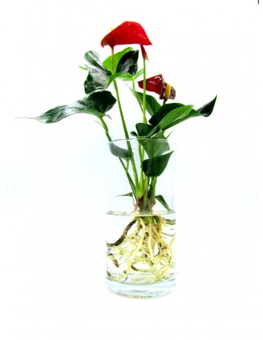 Anthurium idroponica cilindro S