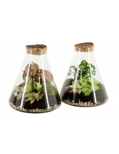 Terrarium Beuta