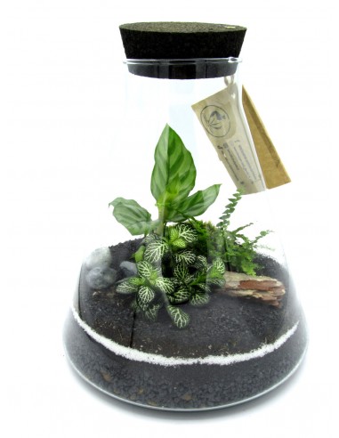 TERRARIO BLACK