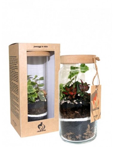 Terrarium cilindro con luce led