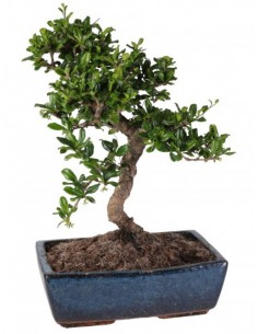 Bonsai Carmona