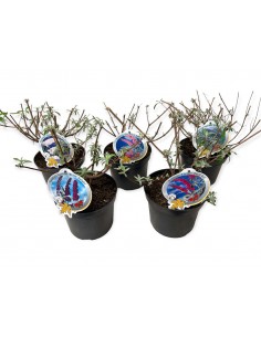 Buddleja davidii | Albero delle farfalle