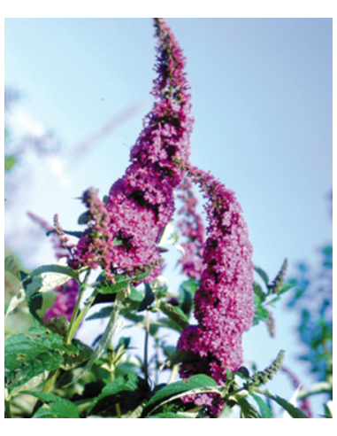 Buddleja davidii | Albero delle farfalle
