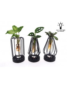 Piante idroponiche in provetta led