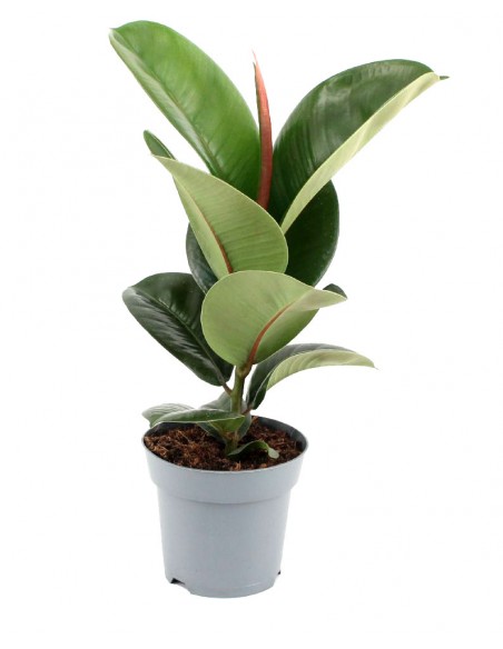 Ficus Elastica