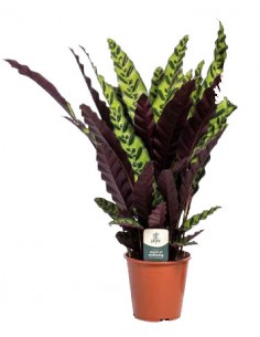 Calathea Lancifolia
