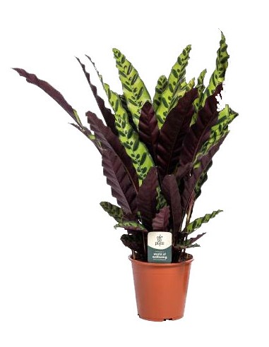 Calathea Lancifolia