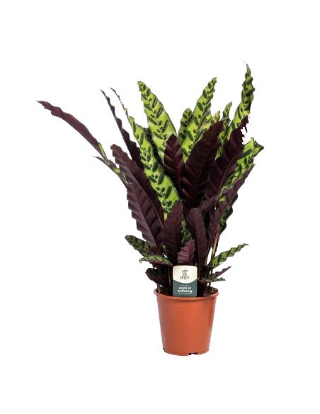 Calathea Lancifolia