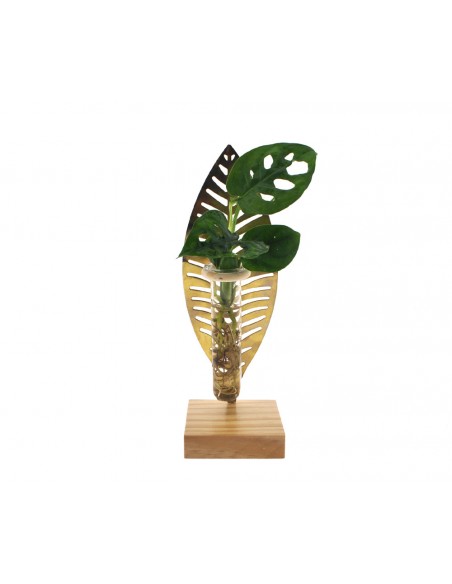Pianta Idroponica Foglia oro